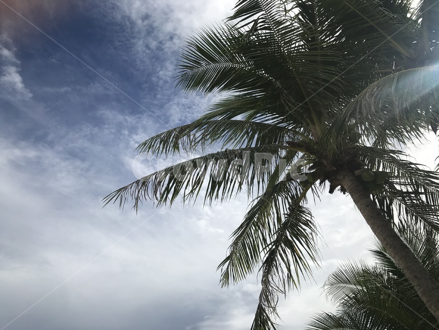plant,식물,summer,여름,tropical,열대,야자,sky,하늘
