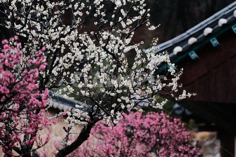 봄,꽃,벚꽃,spring,flower,봄꽃,rainyday,식물,plant,봄,계절,spring,season,한국전통,한국문화,korean traditional,korean culture,비,비오는날,rain,rainy,건축물,건물외관,exterior,building,structure,architecture,construction,blossom,cherry blossom