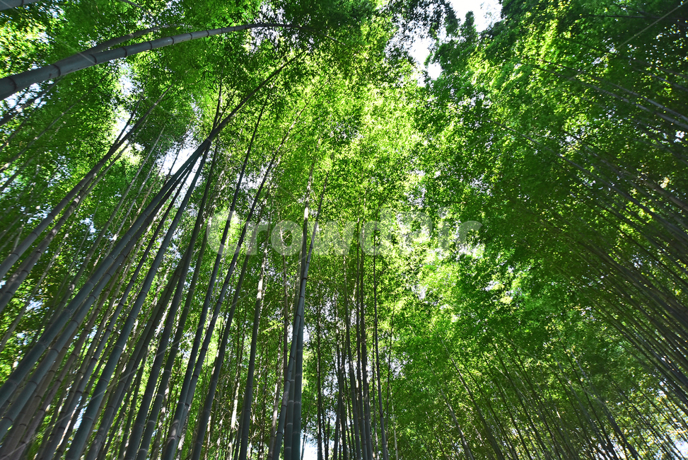 monocot plant,bamboo forest,green,evergreen,rectitude,bamboo,rice tree,background,plant,bamboo leaves,Drawing department,Straight