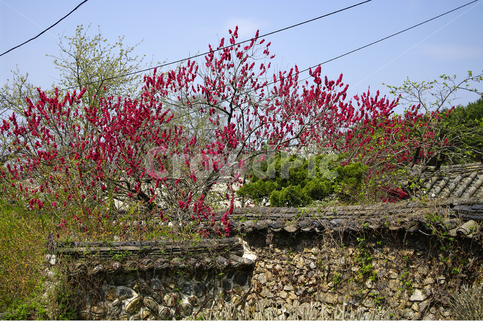 홍매,돌담,한국의담,꽃,봄,봄날,봄풍경,봄꽃,감성,spring,flower,봄길,산책,봄나들이,식물,하늘,봄,계절,spring,season,시골,마을,풍경,landscape,country,rural,town,한국전통,한국문화,korean traditional,korean culture,plant