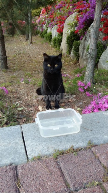 고양이,검은고양이,동물,자연,큐트,냥냥이