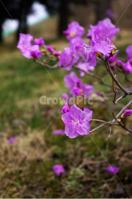진달래,자연,nature,식물,plant,꽃,flower,봄,spring,계절,식물,자연,plants,nature,꽃,flower