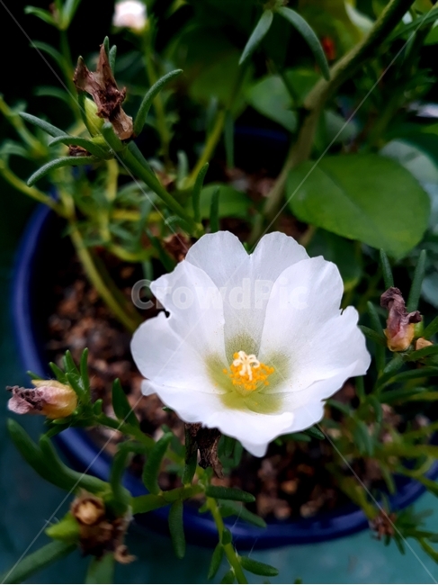 채송화,하얀채송화,흰색,화분,식물,실내용화초,화분,화초,house plant