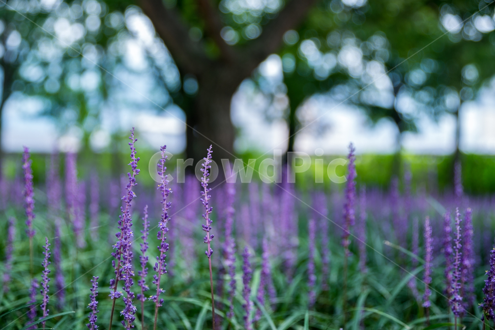 맥문동,자주색꽃,수상꽃차례,여름꽃,식물,flower,plants