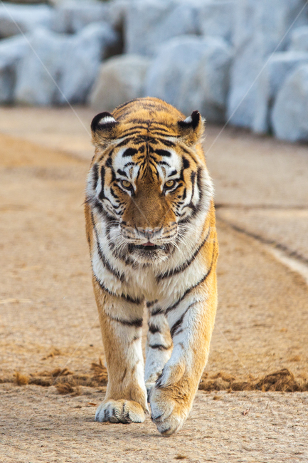 백두산호랑이,호랑이,동물,한국,백두산,동물,animal,포유류,mammal