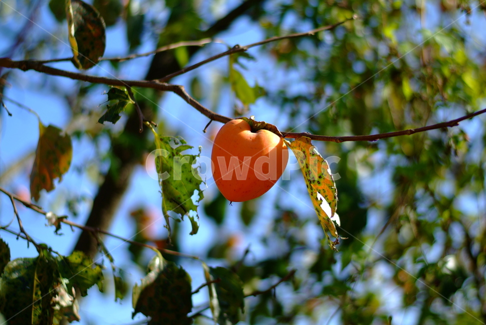 가을,열매,과일,감,홍시,식물,자연,하늘,fruit,plant,sky,계절,fall,autumn,season,시골,가을,계절,fall,autumn,season,과일,열매,fruit,food,음식