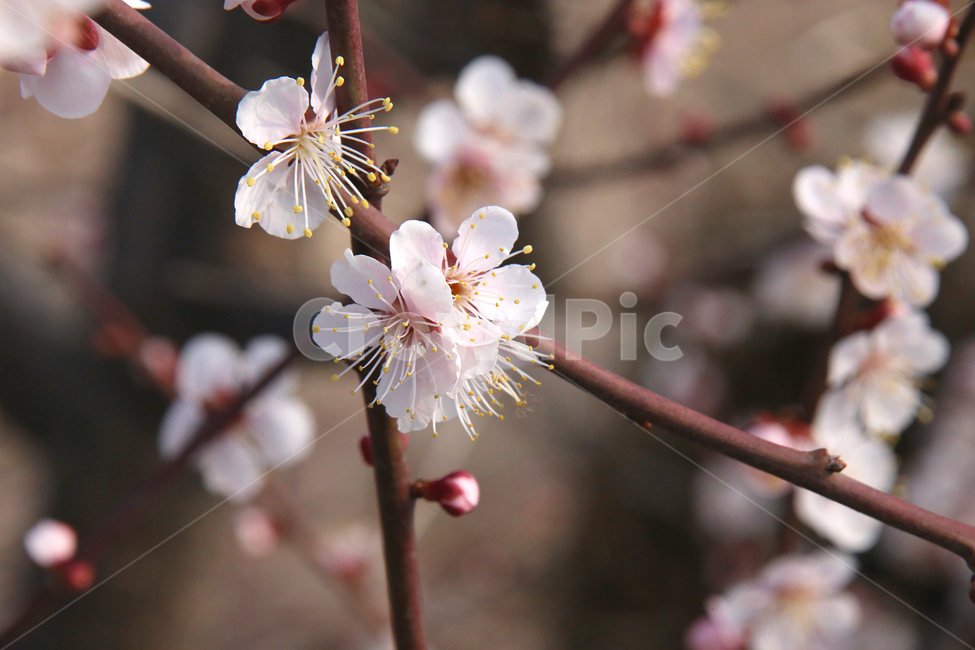 매화,꽃,매화꽃,감성,봄날,봄,자연,spring,flower,봄,계절,spring,season,식물,자연,plants,nature,꽃,flower,plant