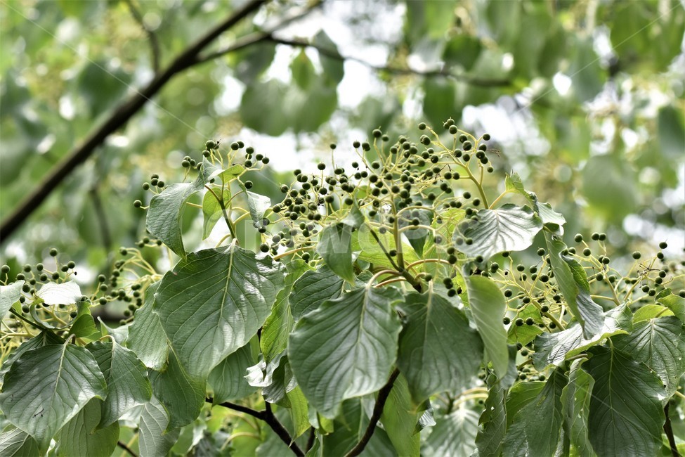 꽃,정원,초여름,여름식물,열매,식물,자연,plants,nature,과일,열매,fruit