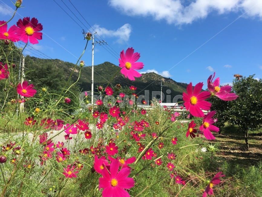 코스모스,flower,꽃,가을,식물,빨강코스모스,적코스모스,빨간코스모스