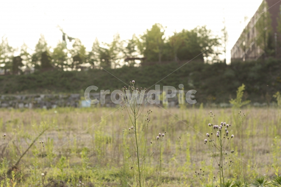 식물,자연,노을,이미지,햇빛,식물,자연,plants,nature,꽃,flower