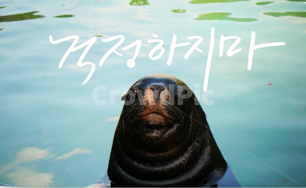 캘리그라피,걱정,행복,물개,붓글씨,동물,animal,포유류,mammal,감정표현,기분,feeling,emotion,캘리그라피,손글씨,calligraphy