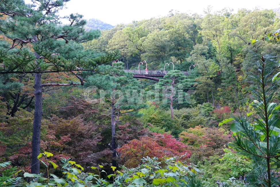 화담숲,나무,소나무,자연,풍경,관광지,산책길,공원,식물,경치,경기도,광주,구상나무,단풍,단풍나무,다리,사랑,하트,교량