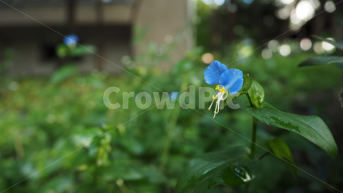 야생화,꽃,식물,wildflower,flower,plant,blossom,outdoor,야외,식물,자연,plants,nature,꽃,flower