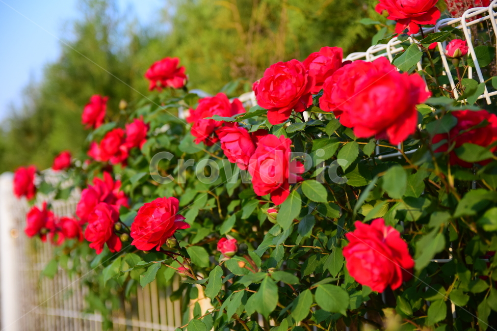 장미,빨간,봉우리,꽃,하늘,꽃봉우리,red,rose,꽃잎,잎,초록,녹색,가시