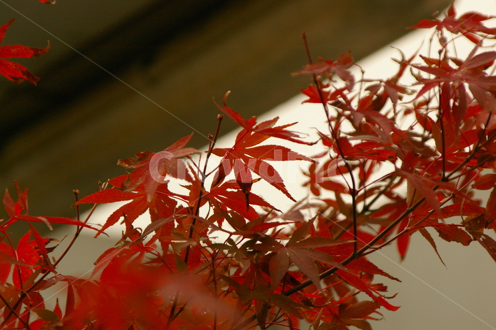 비오는날,흐린,흐림,비,plant,식물,leaf,잎,tree,나무,maple,단풍,가을,계절,fall,autumn,season