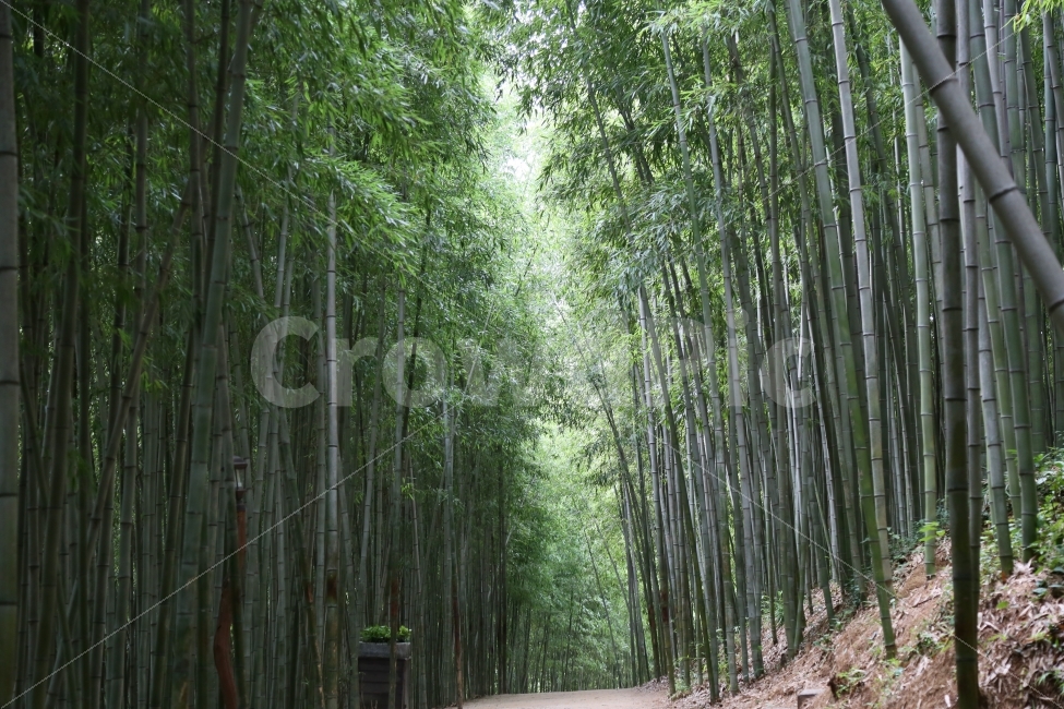 대나무,담양,죽녹원,죽순,봄,자연,풍경,nature,landscape,한국자연풍경,한국자연경관,korea nature landscape,식물,plants,나무,trees,wood,plant