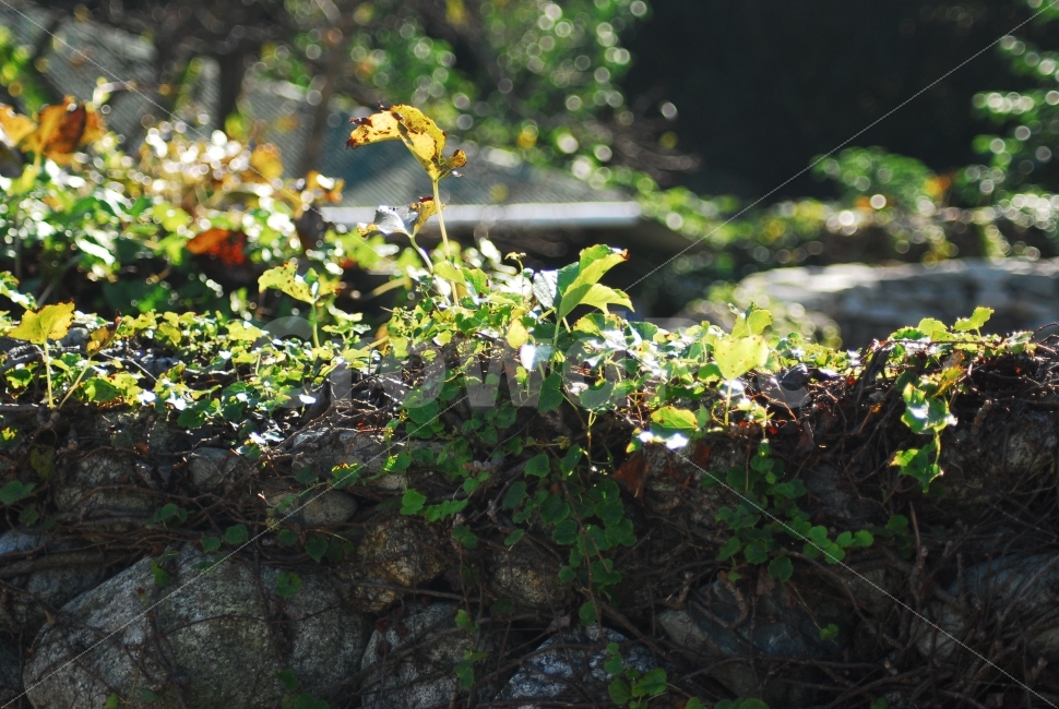 돌담,돌담길,시골길,고향,향수,덩쿨,식물,자연,plants,nature,휴식,힐링,rest,relaxation,healing