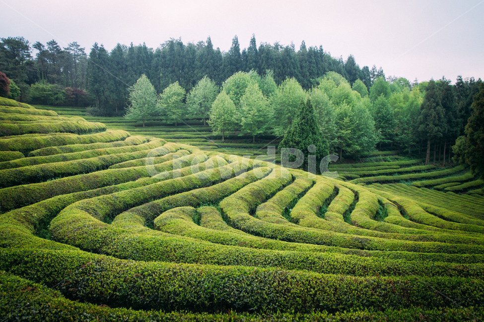 녹차밭,녹차,언덕,초록,green,자연,풍경,nature,landscape,한국자연풍경,한국자연경관,korea nature landscape,산업,industry,industrial,농업,농사,agriculture,farming,farming industry