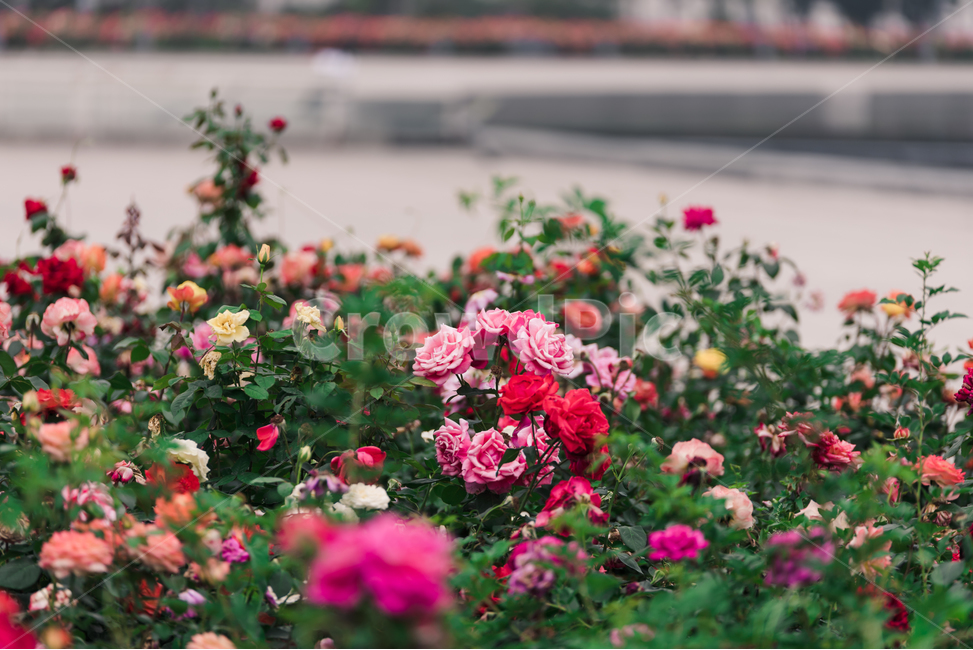 꽃,장미,flower,식물,장미꽃,식물,자연,plants,nature,꽃,flower