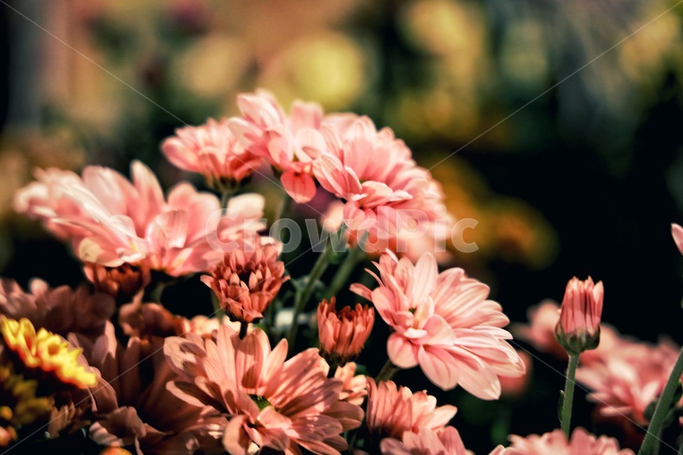 꽃,식물,국화,야경,국화축제,붉은,핑크,분홍,plant,blossom,flower,geranium,식물,자연,plants,nature,꽃,flower