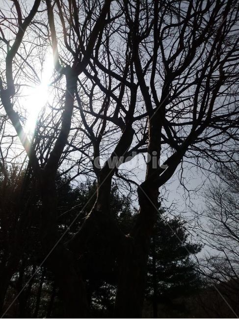 light,빛,plant,식물,tree,나무,sunlight,햇빛