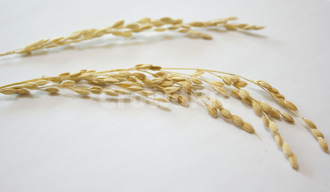 쌀,벼,곡식,곡물,음식,식재료,요리,이삭,곡류,rice,cereal,dry,ear,farming,food,gold,grain,harvest,isolated,korea,meal,nutrition,organic,plant,seed,yellow,cook,cook화이트,흰색,하얀색,흰배경,쌀알,알갱이,볍씨,씨,씨앗,열매,쌀알갱이,식물,자연,탑앵글,탑뷰,음식,식재료,요리,food,cook,meal,dishes,food reserves,곡류,곡식,cereals,누끼,remove background