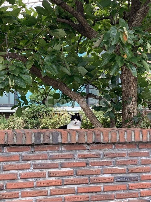 brick,벽돌,plant,식물,tree,나무,고양이,동물,동물,animal,포유류,mammal,고양이,cat,kitten,kitty