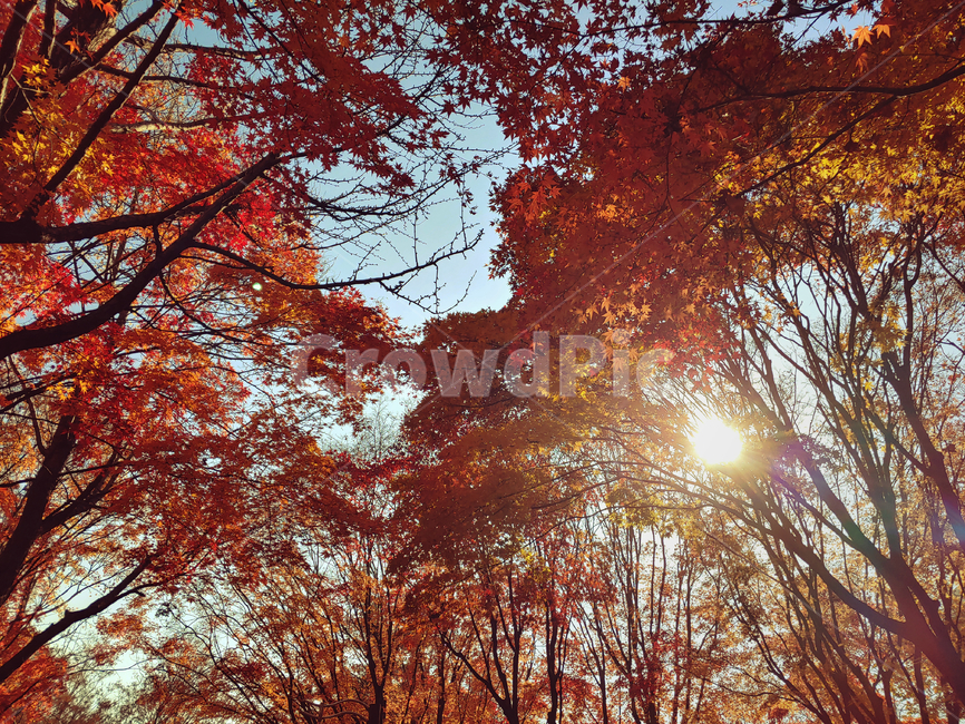나무,tree,plant,식물,leaf,잎,단풍,maple,가을,autumn,단풍잎,단풍놀이,park,sky,하늘,trees,season,fall,가을,계절,fall,autumn,season