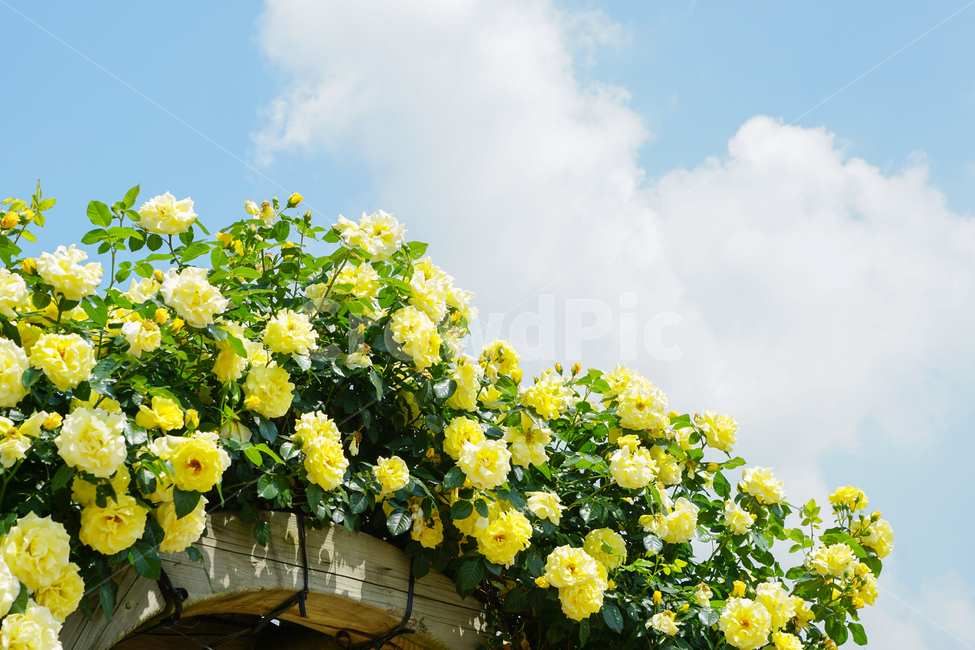 풍경,하늘,꽃,장미,구름,landscape,sky,flower,rose,cloud,summer,여름,sunshine,햇살,식물,자연,plants,nature,꽃,flower