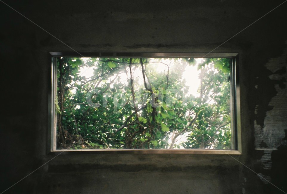 필름,창문,숲,감성,창고,건축물,건물외관,exterior,building,structure,architecture,construction