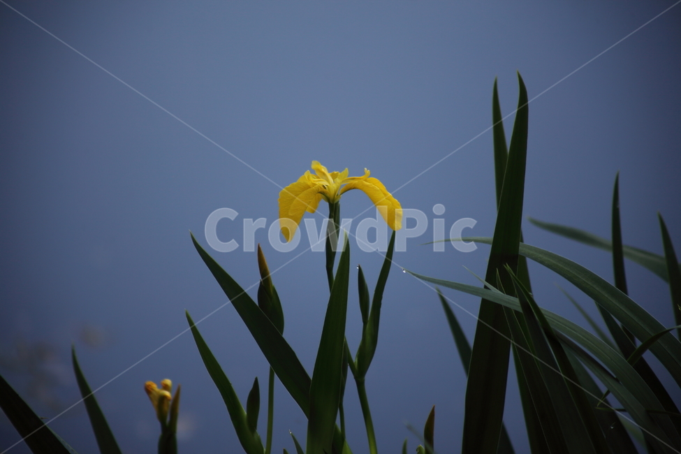 노랑꽃창포,창포,봄,붓꽃,yellowflagiris