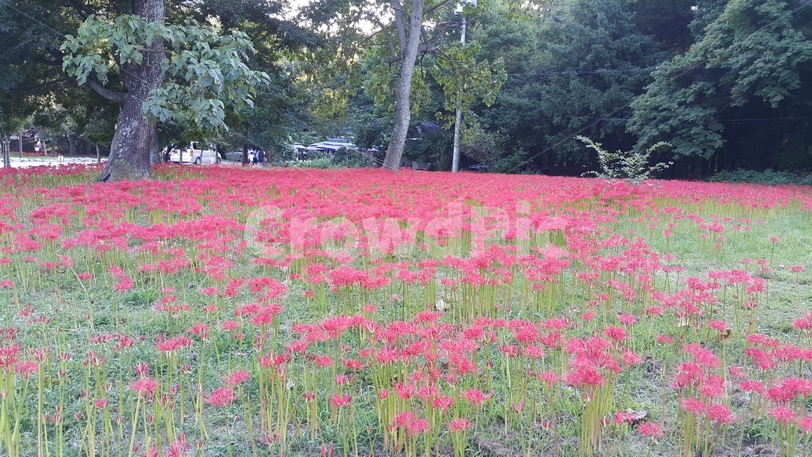 꽃무릇,빨간색,가을,고창,자연,감성,식물,꽃무리,10월,햇살,고요함,선운사,식물,자연,plants,nature,꽃,flower