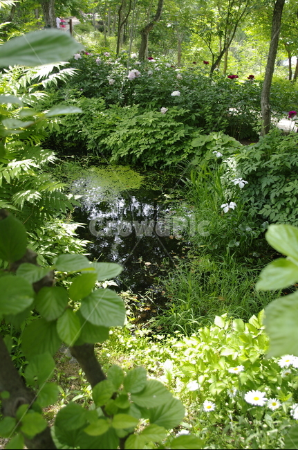 초록,나무,잎,꽃,flower,식물,plant,계절,봄,spring,숲,자연,풍경,nature,landscape,outdoors,옥외,land,땅,water,물