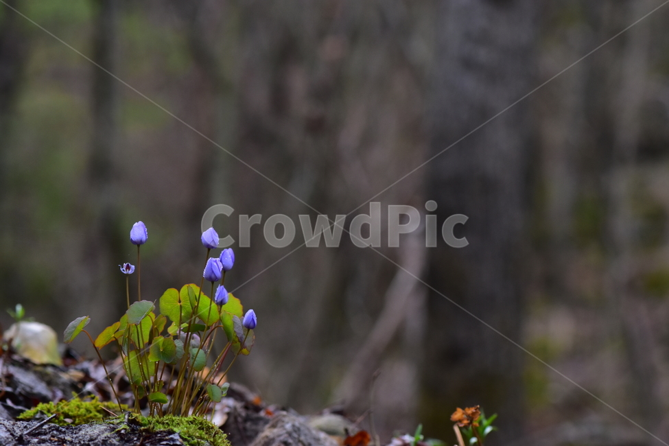 깽깽이풀,야생화,봄,꽃,풀꽃,자연,식물,식생,plants,nature,spring,season,flower