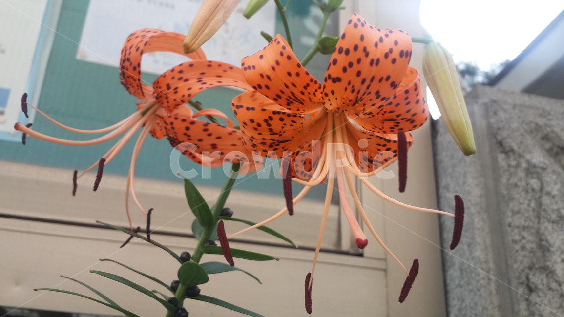 orange flower,lily flower,Unusual flower,flower