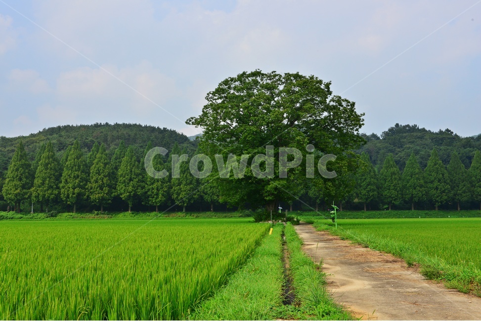 nature,자연,field,들,outdoors,옥외,순창,신평마을,신평들녁,농업,농사,농경지,논,벼농사,메타스콰이어