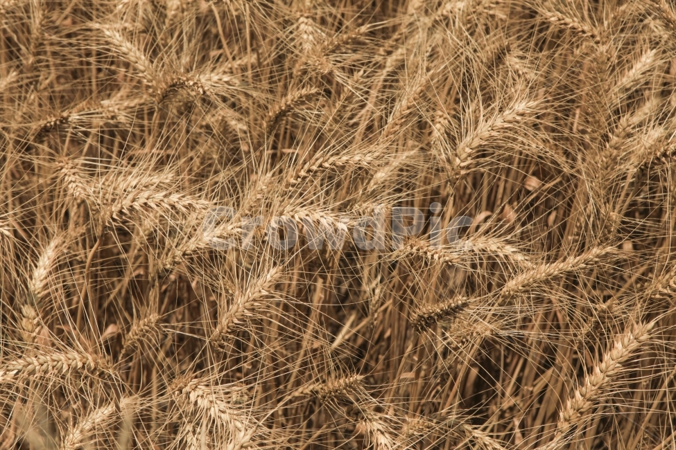 밀,빵,황금들판,주식,농장,식물,자연,plants,nature
