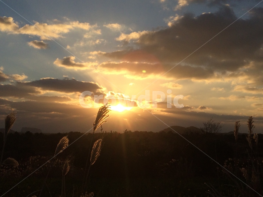 일출,sunrise,갈대,제주,해,새해,labdsacpe,morning,아침,sky,sun,newyear,2019,해돋이,자연,풍경,자연,풍경,nature,landscape,light,빛,flare,플레어,sunlight,햇빛