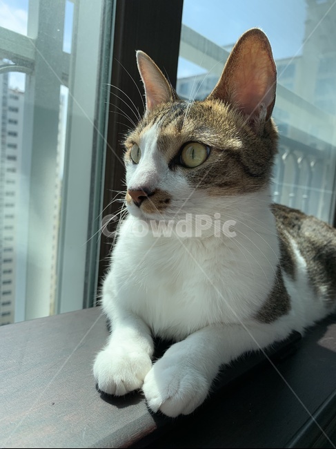 고양이,코리안숏헤어,코숏,코숏고등어,코리안숏헤어고등어,햇살받는고양이,창가의고양이,노란눈고양이,koreanshorthair,cat,yelloweyedcat,동물,animal,포유류,mammal,고양이,cat,kitten,kitty