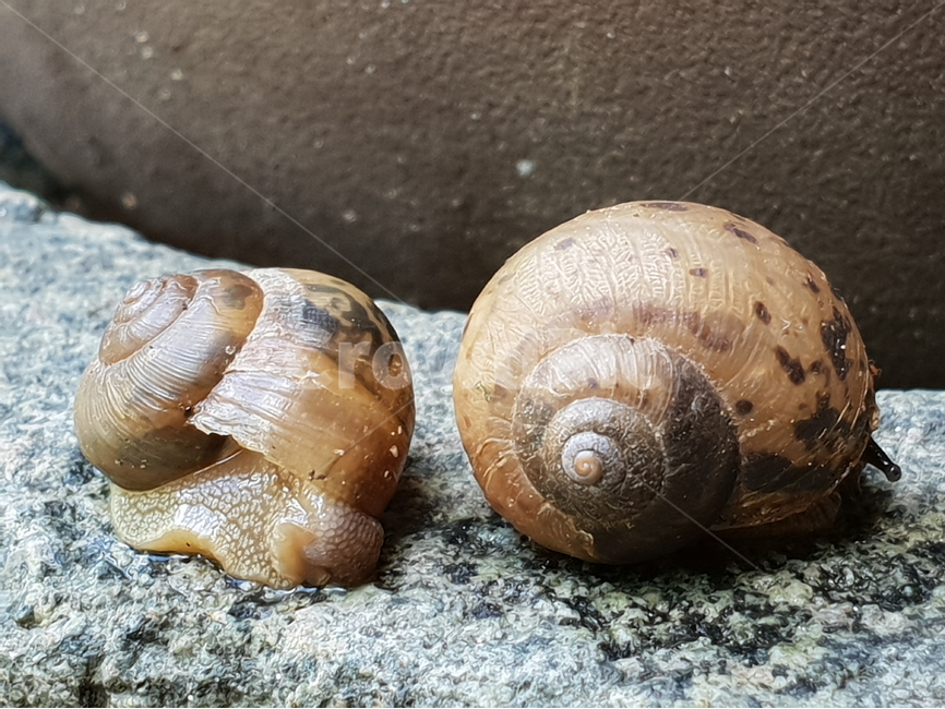 달팽이,연체동물,landsnail,황갈색,나뭇잎,자웅동체,껍데기,동물,동물,animal