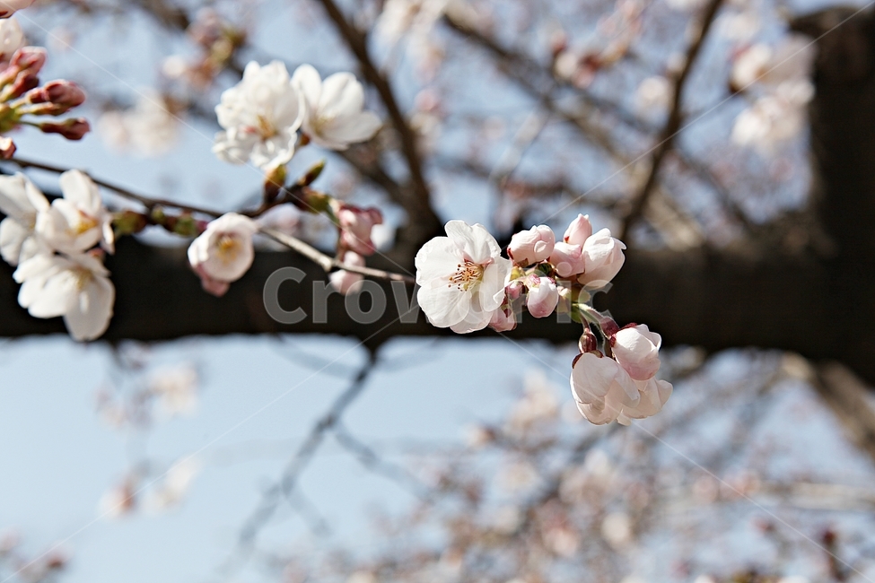 벗꽃,벗나무,꽃,벗꽃잎,꽃잎,봄꽃,봄,식물,자연,공원,식물,자연,plants,nature,꽃,flower