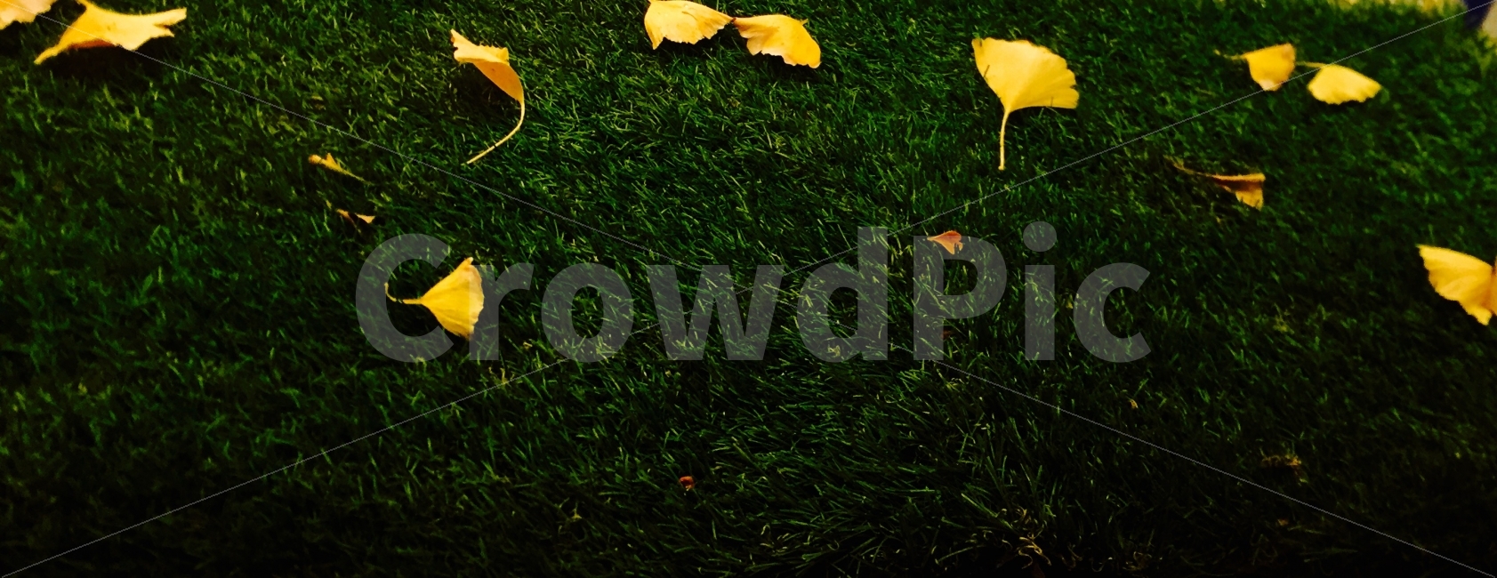 나뭇잎,은행잎,가을,잔디,식물,가을,계절,fall,autumn,season,leaf,잎,plant,bird,새,animal,동물