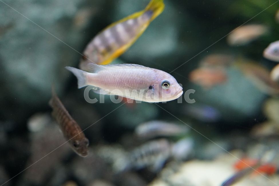 수족관,동물,물고기,animal,fish,생선,열대어,관상어,수중,물속,aquarium,아쿠아리움,헤엄,수영,동물,animal,어류,물고기,fish