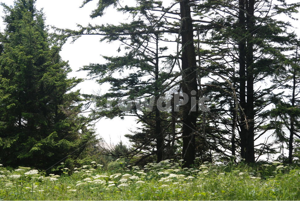 나무,자연,숲,하늘,꽃,잔디,풀,trees,nature,woods,sky,flower