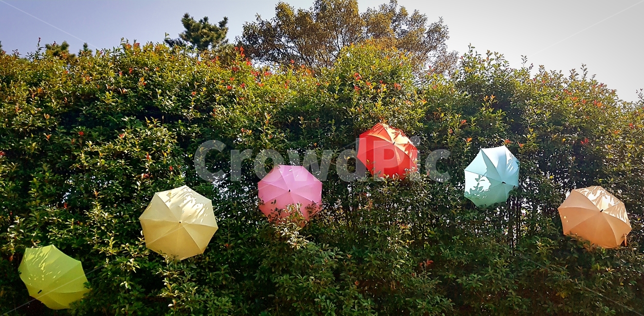 우산,나무,색,umbrella,tree,color