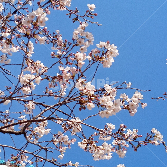 blue sky,pink,Cherry Blossom,cherryblossom,springseason,spring,spring flowers,sensiblefeeling,white,plants,sight,season,Emotion,spring sky,sky,flowers,blossom,nature,tree,flower,cherry blossom tree,outdoors,background,plant,landscape
