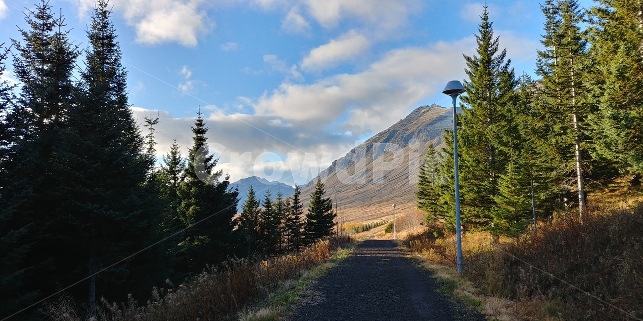 아이슬란드,iceland,나무,산,하늘,자연,풍경,nature,landscape,plant,식물,tree,fir,전나무,road,도로,gravel,자갈,dirt road,흙길