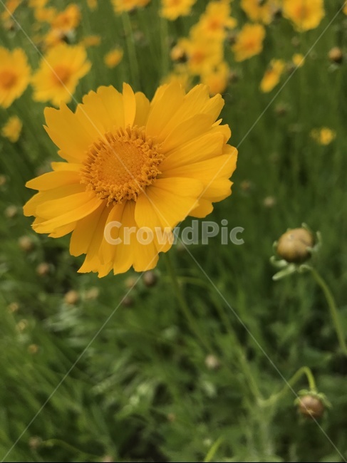 큰금계국,금계국,국화과,황색꽃,한해살이풀,여름꽃,식물,꽃,노란꽃,plant,flower