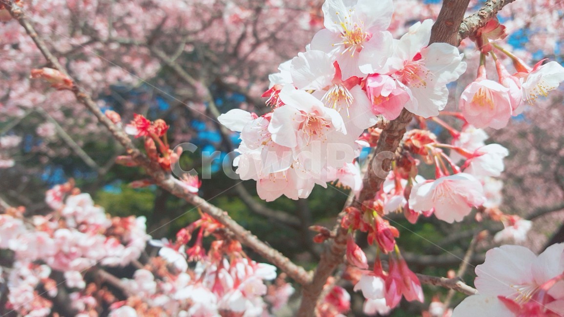 벚꽃,꽃,하늘,파란하늘,벚꽃나무,식물,자연,plants,nature,꽃,flower