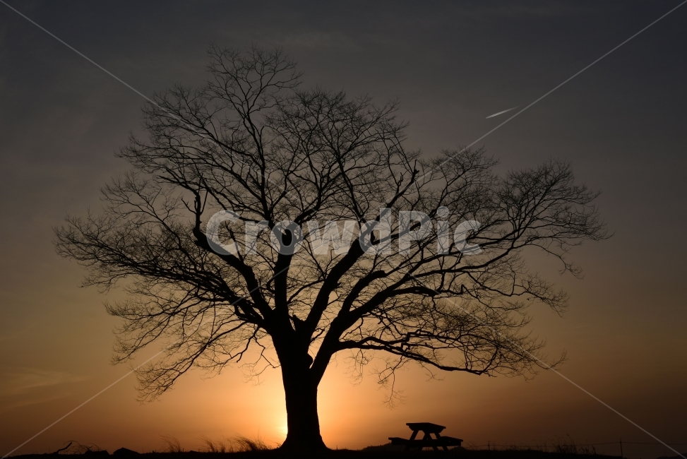 화순,사랑나무,일몰,sunset,lovetree,겨울,겨울,계절,winter,season,식물,자연,plants,nature,나무,trees,wood,실루엣,그림자,silhouette,shadow